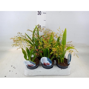 Oncidium   ...