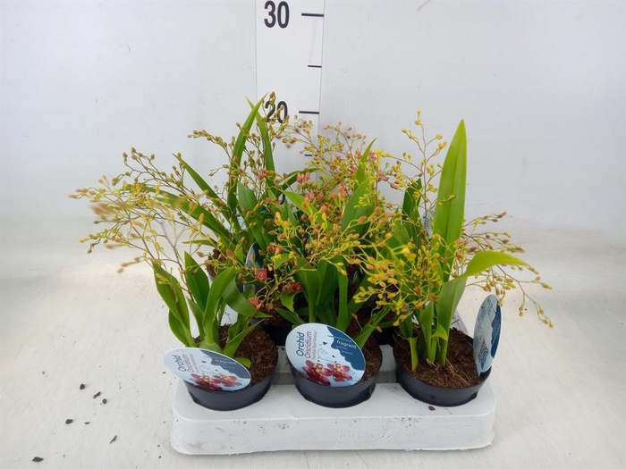 <h4>Oncidium   ...</h4>