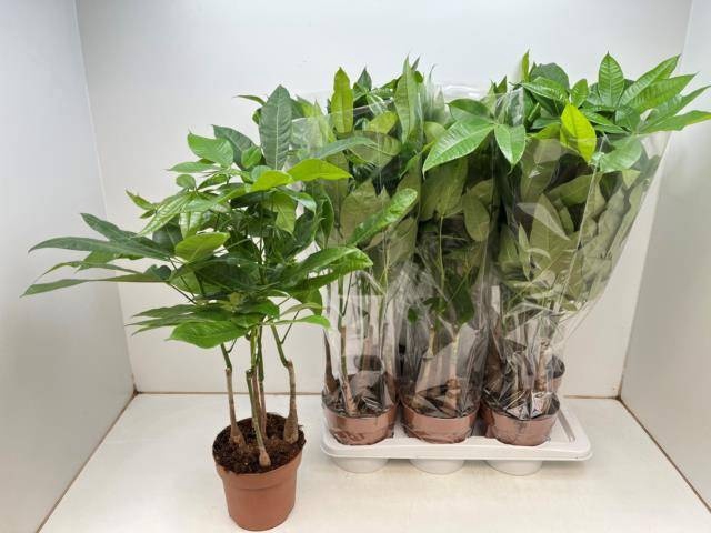 <h4>PACHIRA AQUATICA</h4>