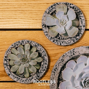 ROOTLESS Echeveria, Koala MINI bowl