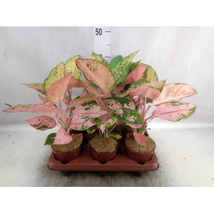 Aglaonema   ...