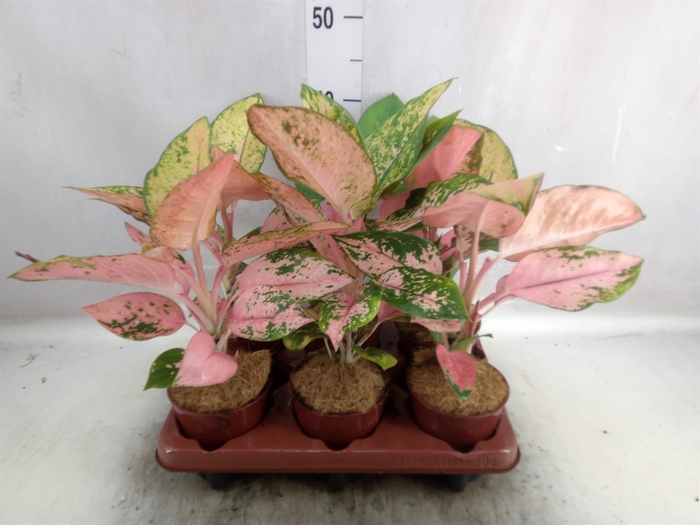 <h4>Aglaonema   ...</h4>