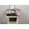 Achil M Lilac Beauty