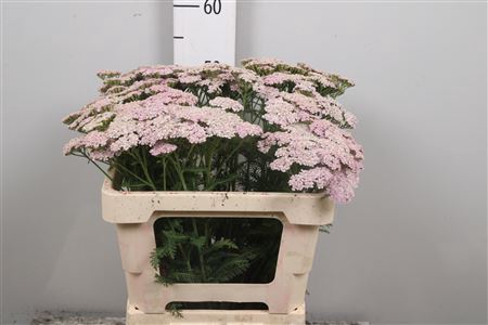 <h4>Achil M Lilac Beauty</h4>