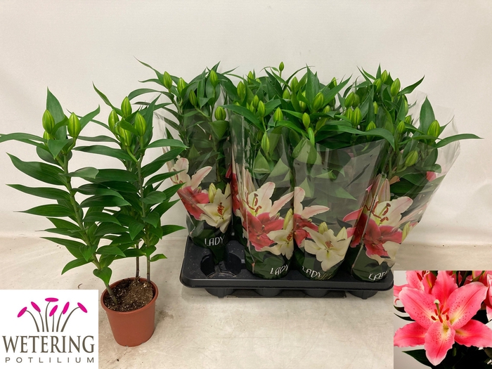 <h4>LIL OR SUNNY CAMINO</h4>