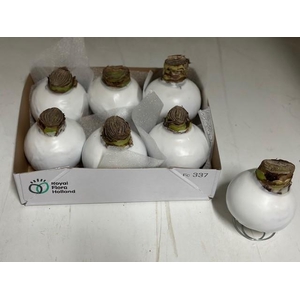 BLOEMBOL HIPPEASTRUM