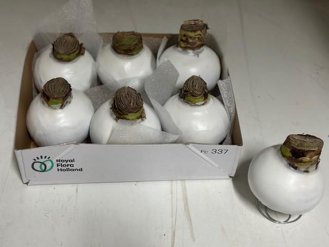 <h4>BLOEMBOL HIPPEASTRUM</h4>