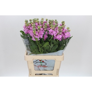 Matthiola Iron Pink