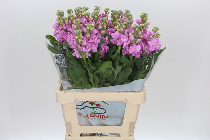 <h4>Matthiola Iron Pink</h4>