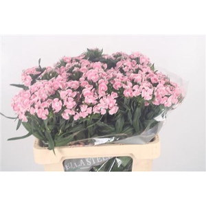 Di Barb Lindo Pale Pink 60cm