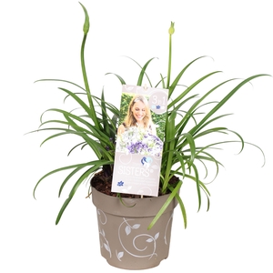 Agapanthus Hybr.'Three Sisters'® P23