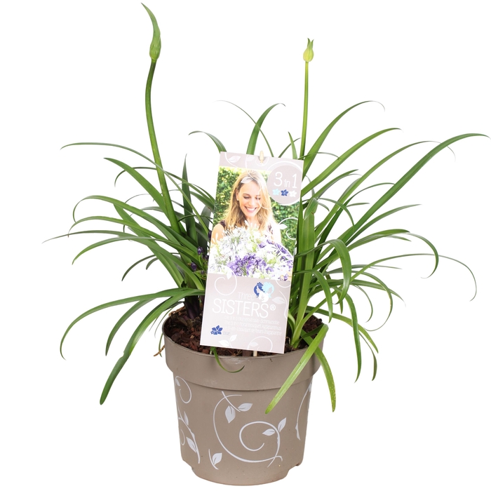 <h4>Agapanthus Hybr.'Three Sisters'® P23</h4>