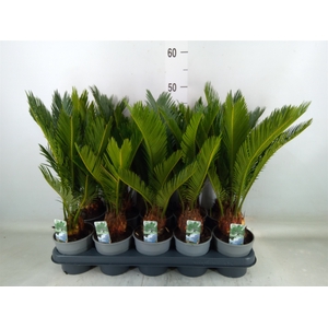 Cycas revoluta