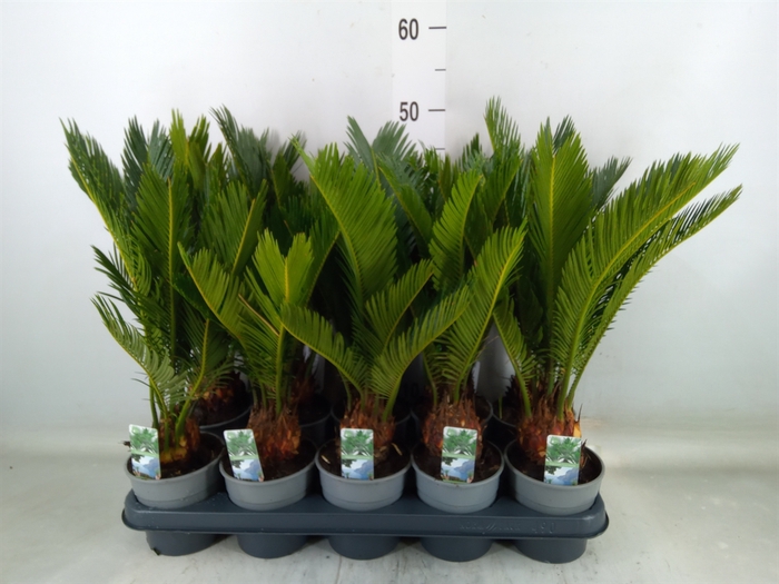 <h4>Cycas revoluta</h4>