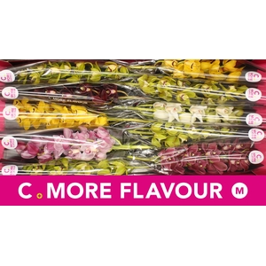 Mini cymbidium 'Mix 60 cm'