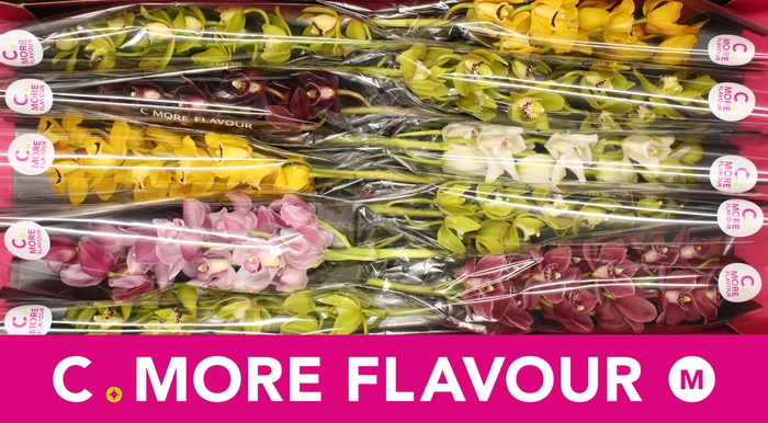 <h4>Mini cymbidium 'Mix 60 cm'</h4>