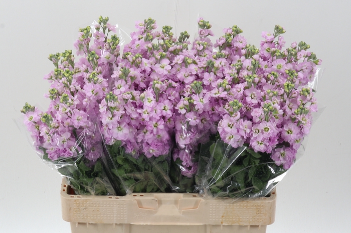 <h4>Matth Mathilda Pink</h4>