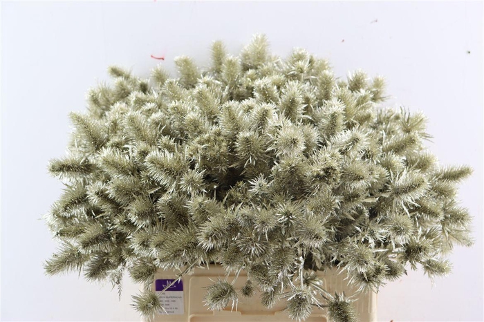 <h4>Eryn Kbh Gl Platina Stem</h4>