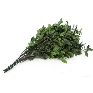 Bunch Pitosporum Preserved 100g