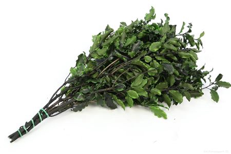 <h4>Bunch Pitosporum Preserved 100g</h4>