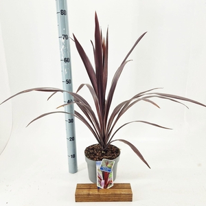 Cordyline Superstar