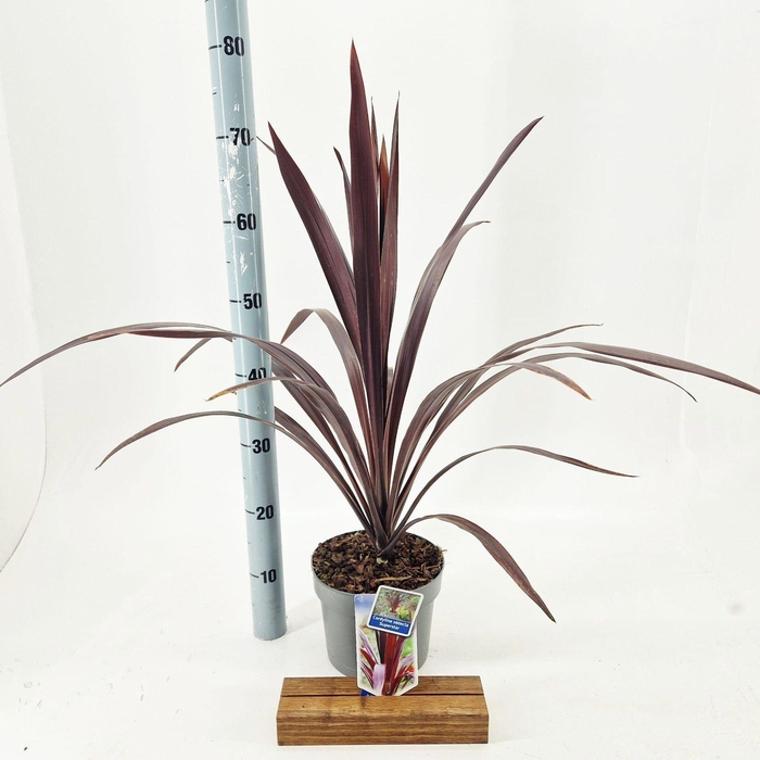 <h4>Cordyline Superstar</h4>