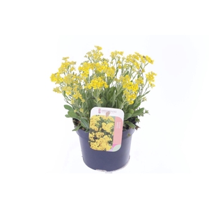Alyssum saxatilis