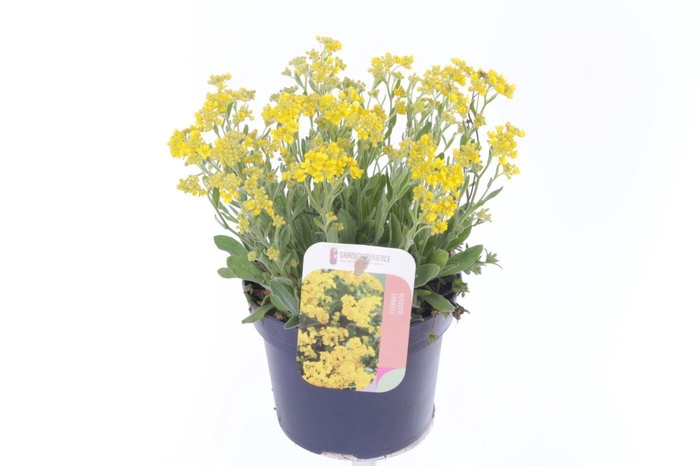 <h4>Alyssum saxatilis</h4>