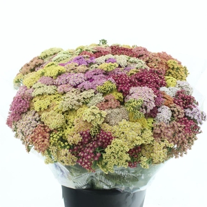 Achil Mil Gem Bs