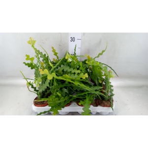 Epiphyllum anguliger