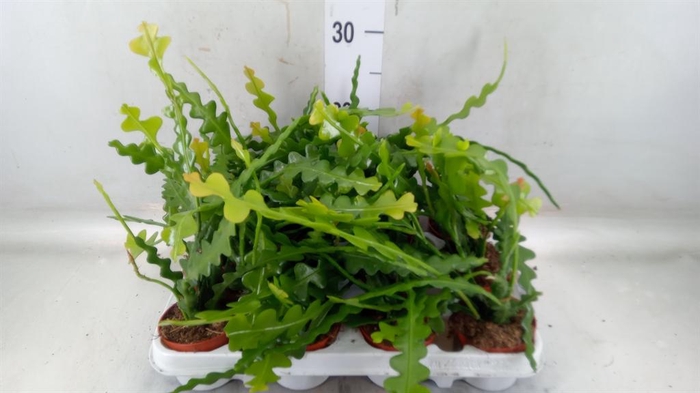 <h4>Epiphyllum anguliger</h4>