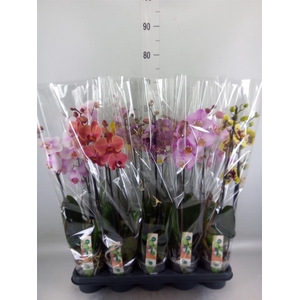 Phalaenopsis   ...mix