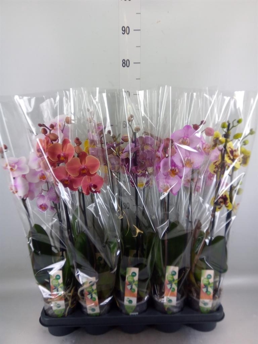 <h4>Phalaenopsis   ...mix</h4>