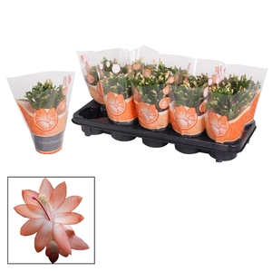 Schlumbergera - 10,5 cm - Orange (Christa)