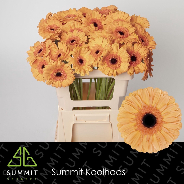 <h4>GE GR JETSET</h4>