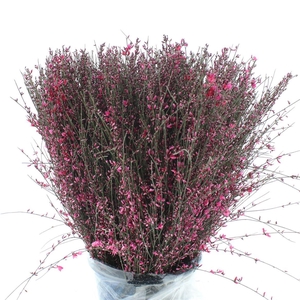 Ginster Cerise P Bunch 400gram