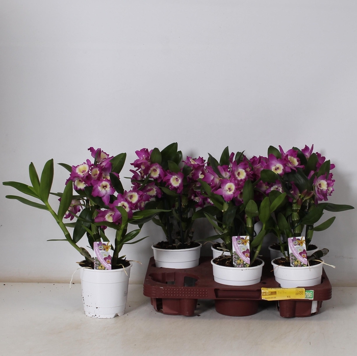 <h4>DEND NOBILE</h4>