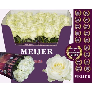 Rozen Rosa Avalanche