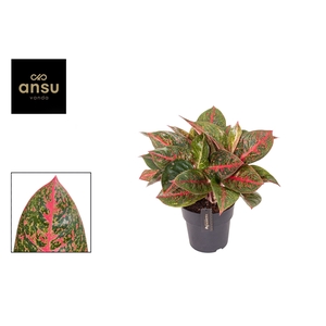 Aglaonema Red Sprinkles