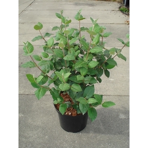 Viburnum carlesii C12 80-100