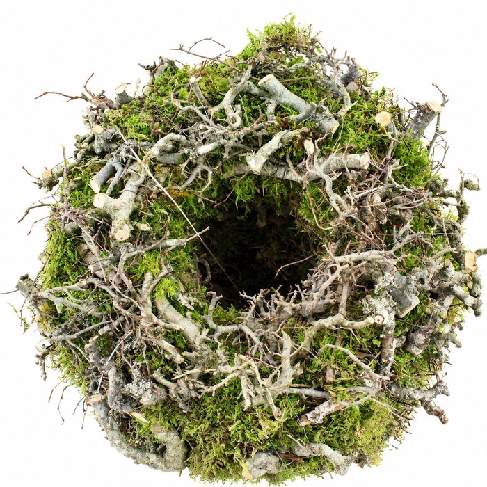 <h4>Wreath Moss Bonsai 30cm</h4>
