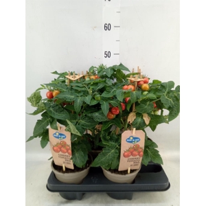 Solanum lycopersicum   ...