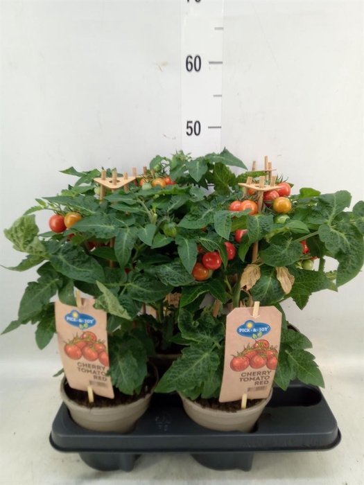 <h4>Solanum lycopersicum   ...</h4>