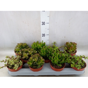 Crassula   ...mix