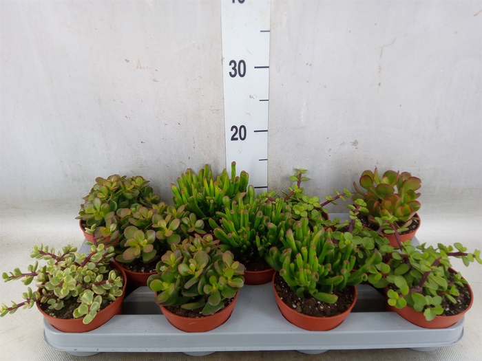 <h4>Crassula   ...mix</h4>