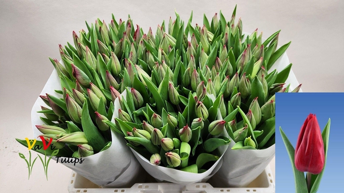 <h4>TU EN STRONG LOVE</h4>