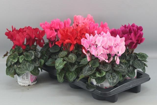 <h4>CYCL GR SUP XL</h4>