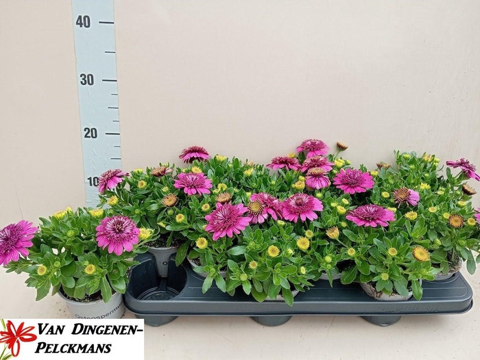 <h4>OSTEO 3D PURPLE</h4>