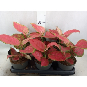 Aglaonema   ...