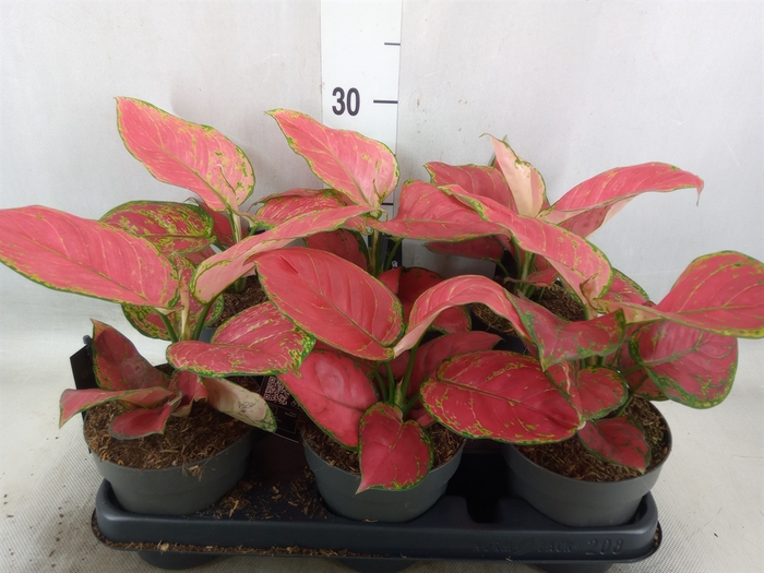 <h4>Aglaonema   ...</h4>